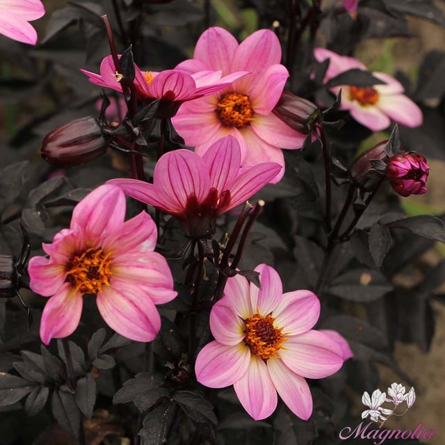 Happy Days Pink Dahlia Knöl