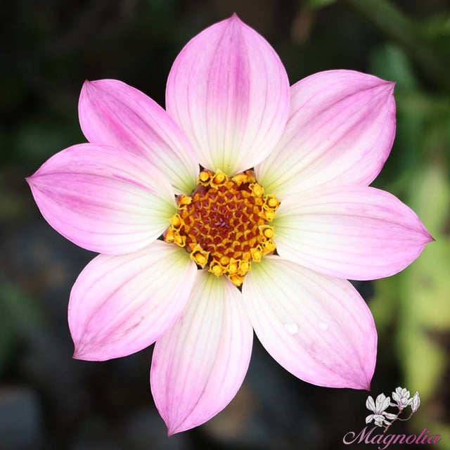 Happy Days Pink