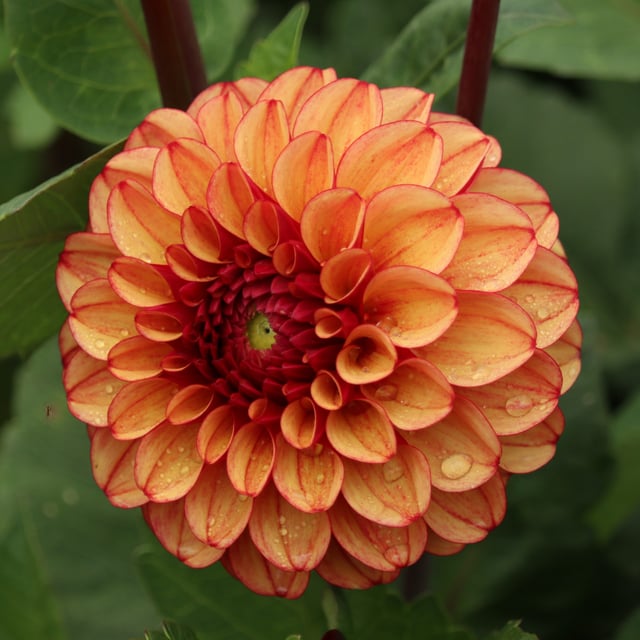 High Fidelity Dahlia Knöl