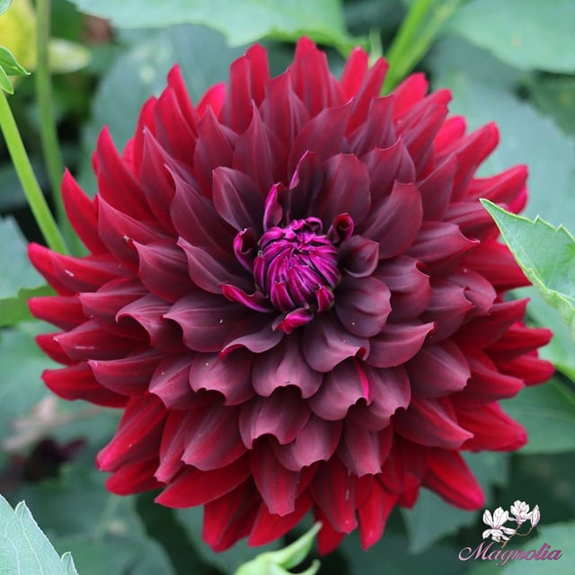 Hollyhill Black Beauty