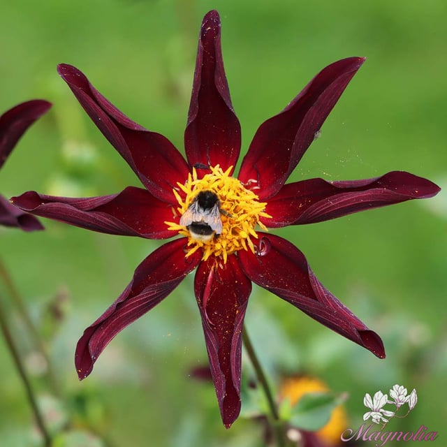 Honka Dark