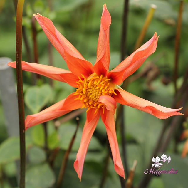 Honka Orange