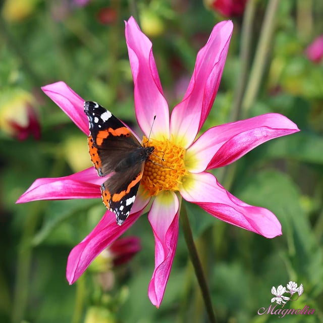 Honka Pink