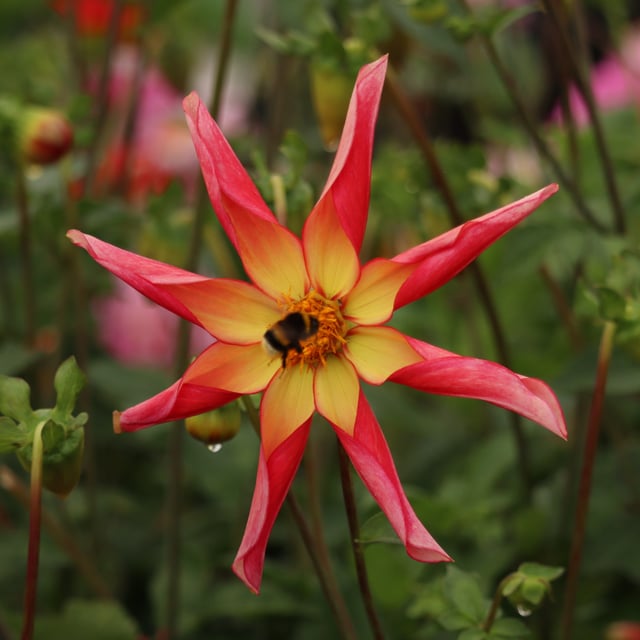 Honka Surprise Dahlia Tuber