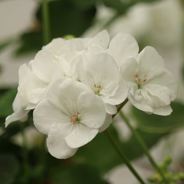 Hoplax Fanny Pelargon Stickling