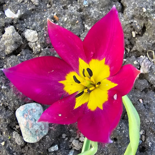 Humilis 'Persian Pearl' Bulbs