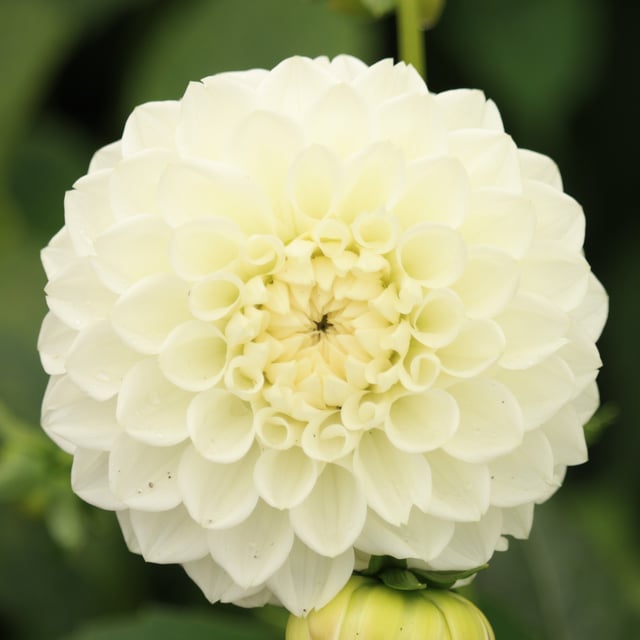 Ice Ice Baby Dahlia Knöl