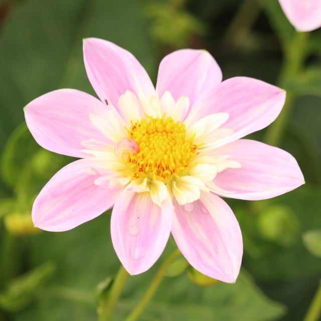 Impression Famoso Dahlia Tuber