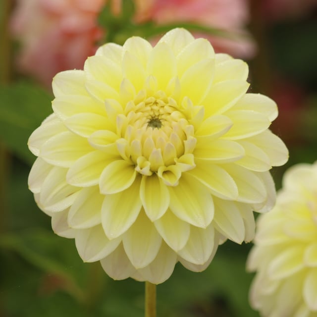 Innocent Silence Dahlia Knöl