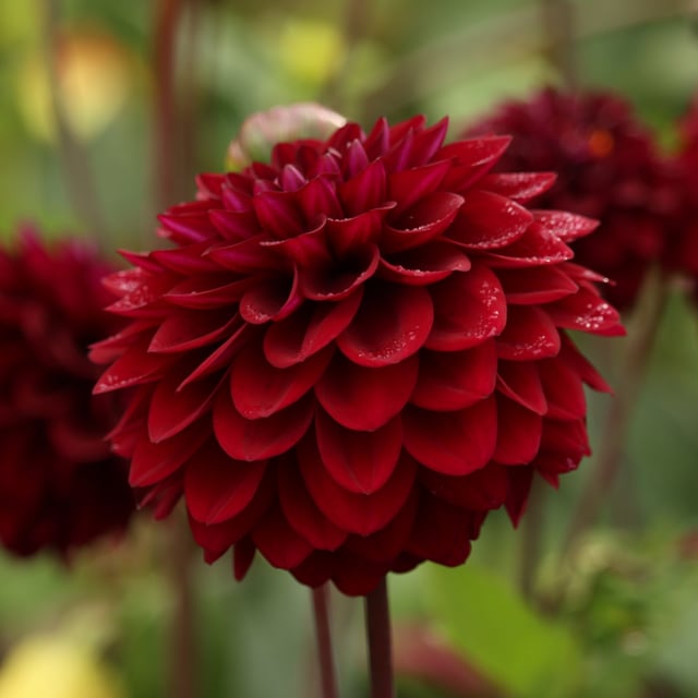 Isa's Darkness Dahlia Tuber