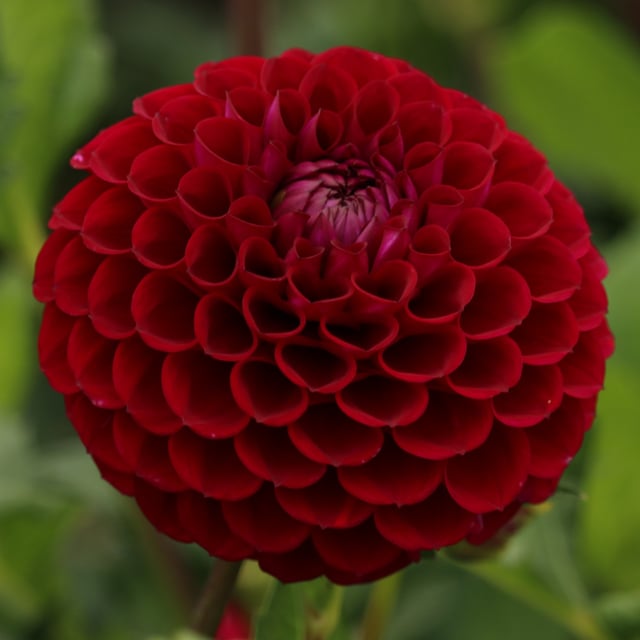 Ivanetti ® Dahlia Knöl