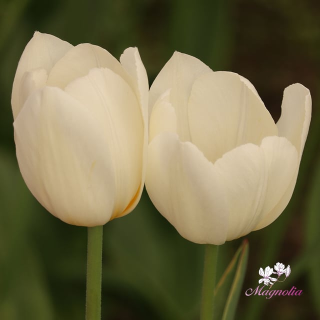 Ivory Floradale
