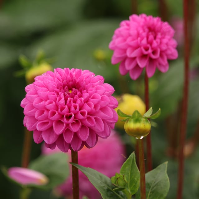 Jan Van Schaffelaar Dahlia Knöl
