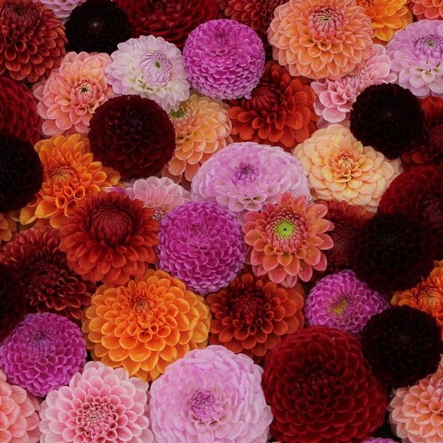Jessica's Cut Flower Dream