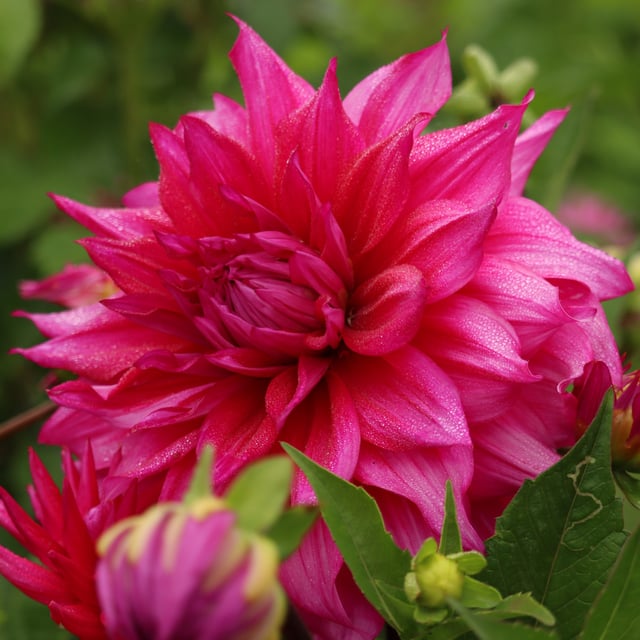 Jocondo Dahlia Knöl