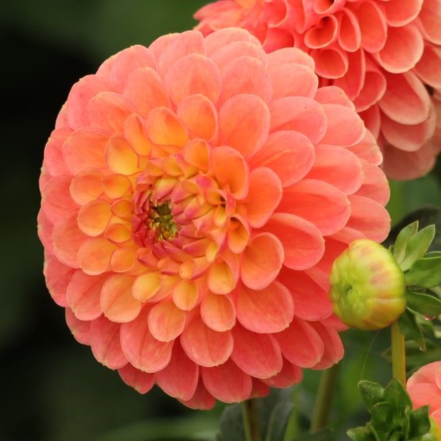 Jowey Nicky Dahlia Tuber