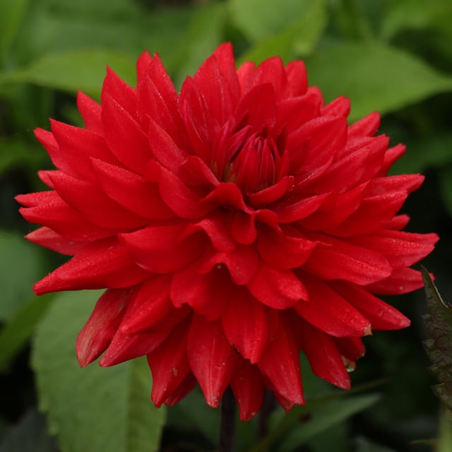 Karma Amora® Dahlia Knöl