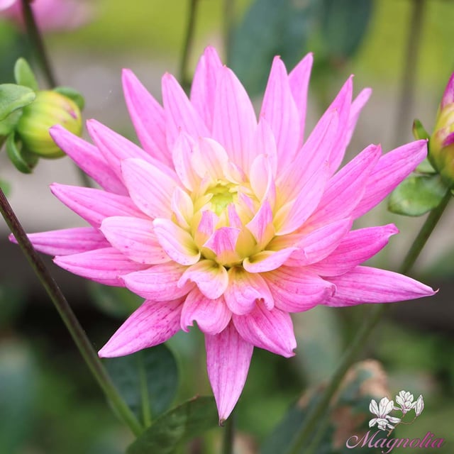 Karma Pink Corona