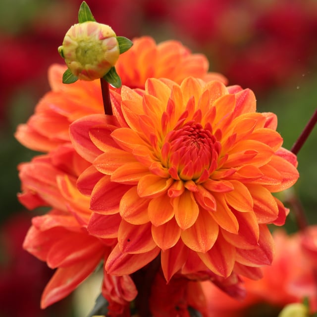 Kees Verkade Dahlia Knöl