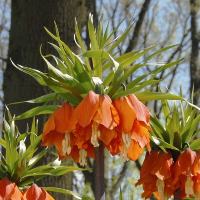 Aurora Fritillaria Bulb