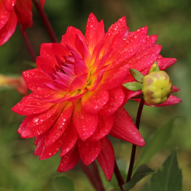 Kilburn Glow Dahlia Knöl