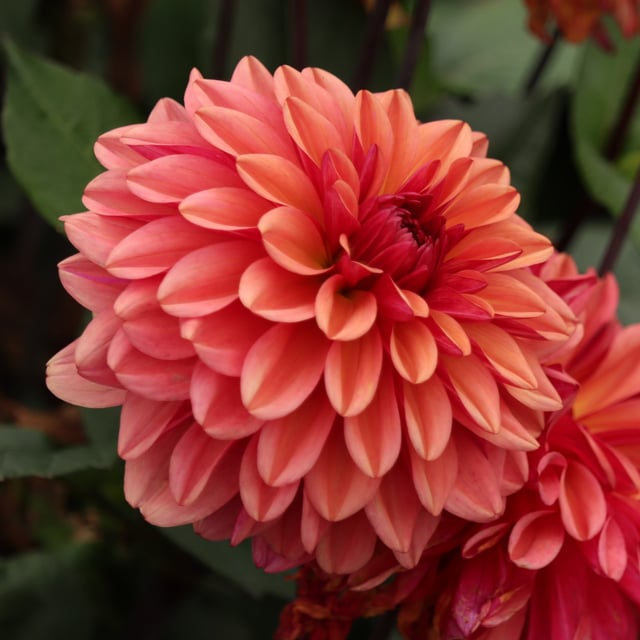 Klara Zak Dahlia Knöl