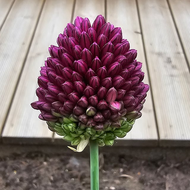 Klotlök 'Sphaerocephalon' Lökar