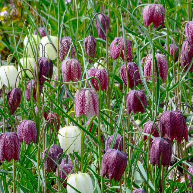 Kungsängslilja 'Meleagris'