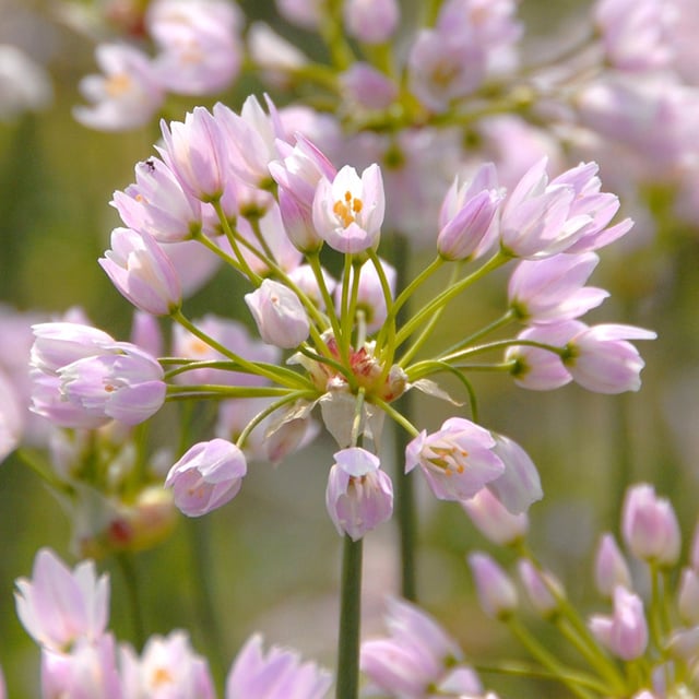 Kvicklök 'Roseum' Lökar