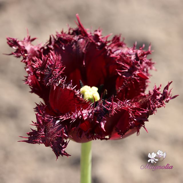 Labrador Bulbs