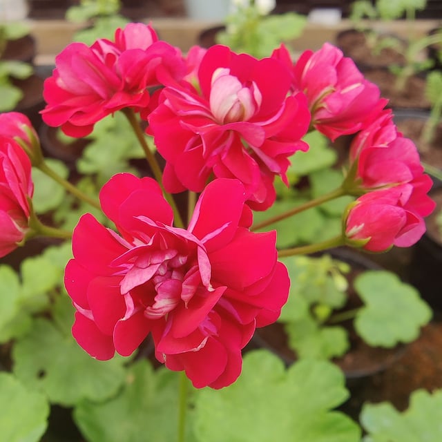 Langelandsrosen