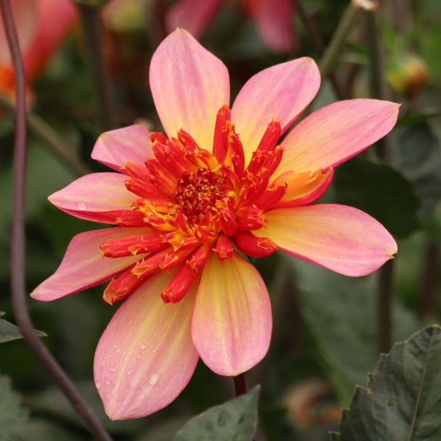 Lava Glow Dahlia Knöl