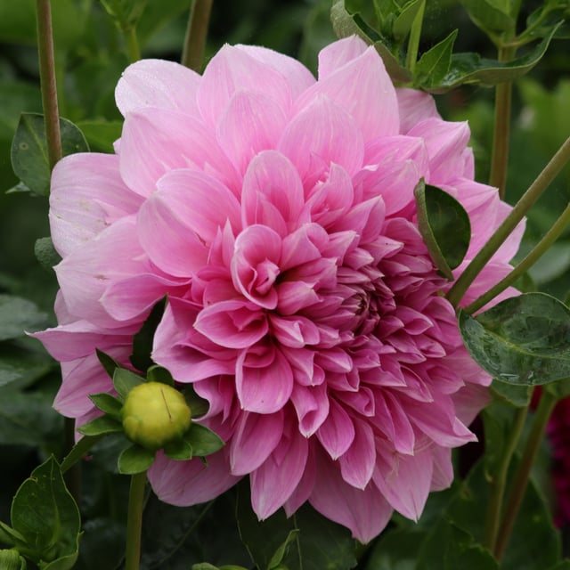 Lavender Perfection Dahlia Knöl