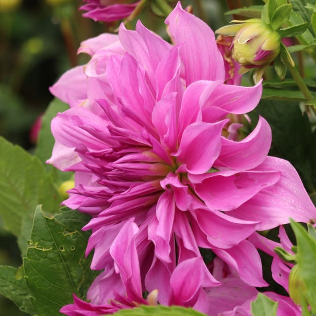 Lavender Ruffles Dahlia Knöl