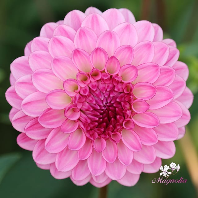 Lenny's Dream Dahlia Knöl