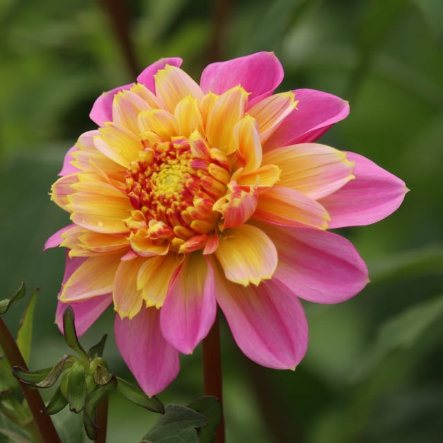 Life Style Dahlia Tuber
