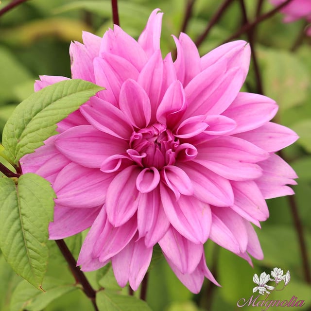 Lilac Time