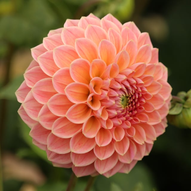 Linda's Baby Dahlia Tuber