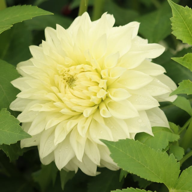 Louie Meggos Dahlia Knöl