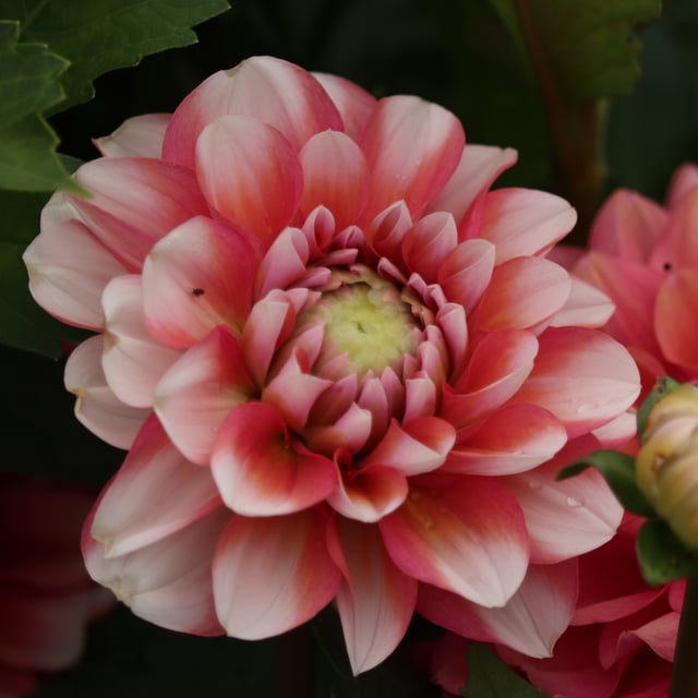 Lovely Lisa Blomstrar (stickling) Dahlia Stickling
