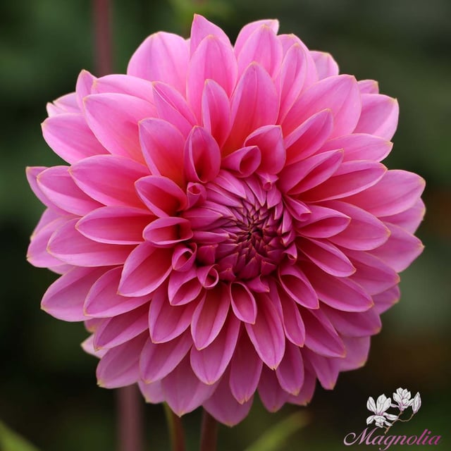 Lucky Number Dahlia Tuber