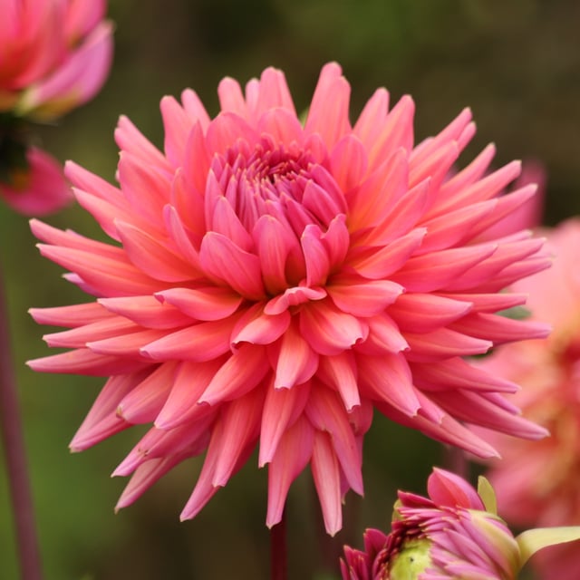 Madeleine Dahlia Knöl