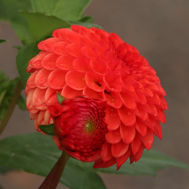 Manderino Dahlia Knöl