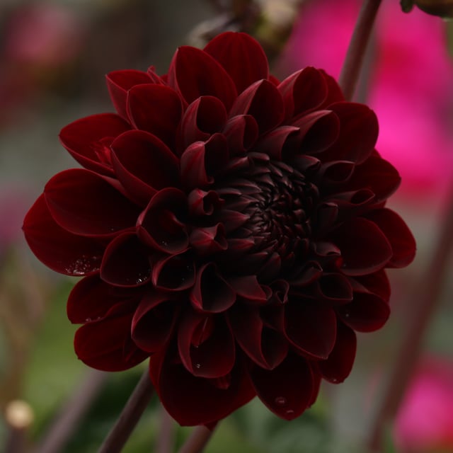 Manoa Dahlia Knöl