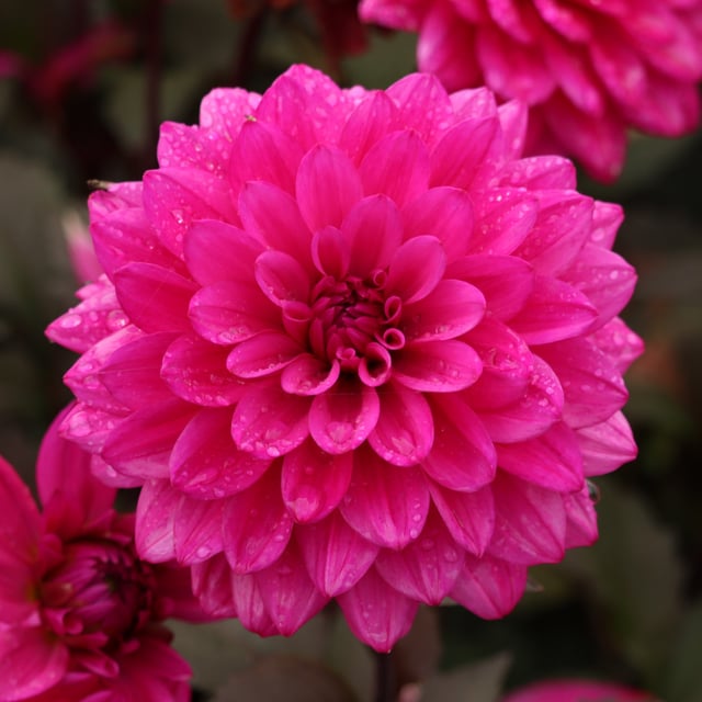 Marcel Dassault Dahlia Tuber