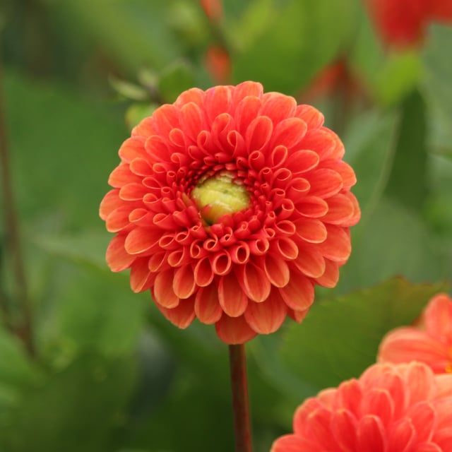 Maries Lave Laks Dahlia Cutting