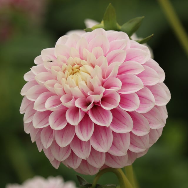 Marshmellow Baby Dahlia Tuber