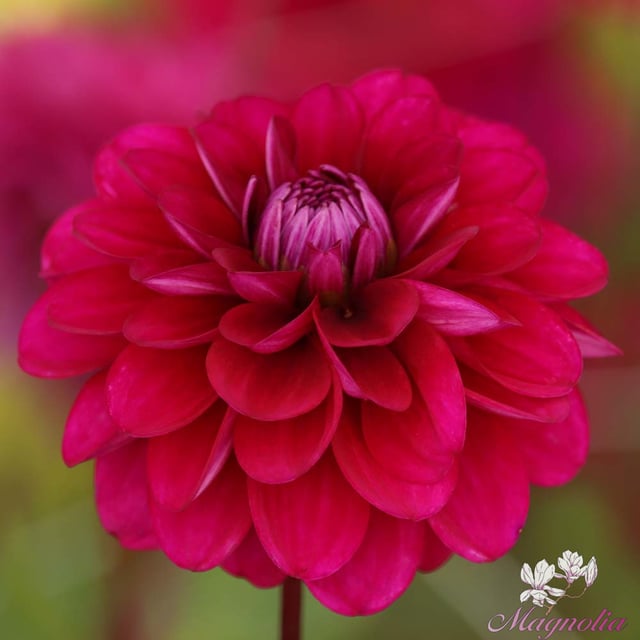 Melchior