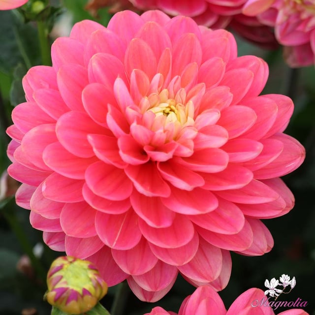 Melody Allegro Rose