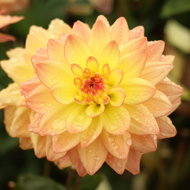 Melody Dora Dahlia Tuber